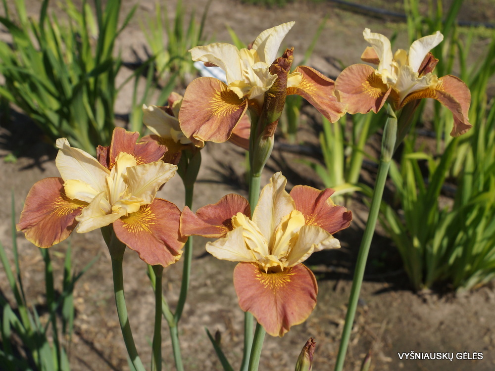 Iris sibirica 'Drink Your Tea'